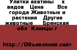 Улитки ахатины  2-х видов › Цена ­ 0 - Все города Животные и растения » Другие животные   . Брянская обл.,Клинцы г.